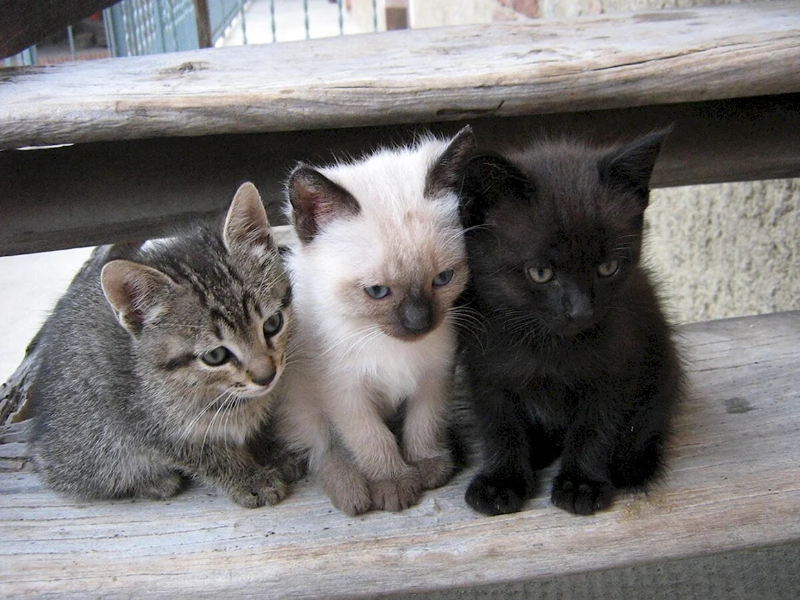 Три котенка