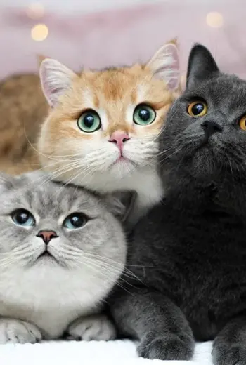 Три котика