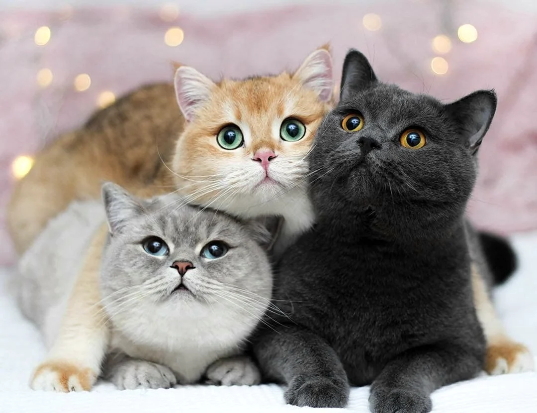 Три котика