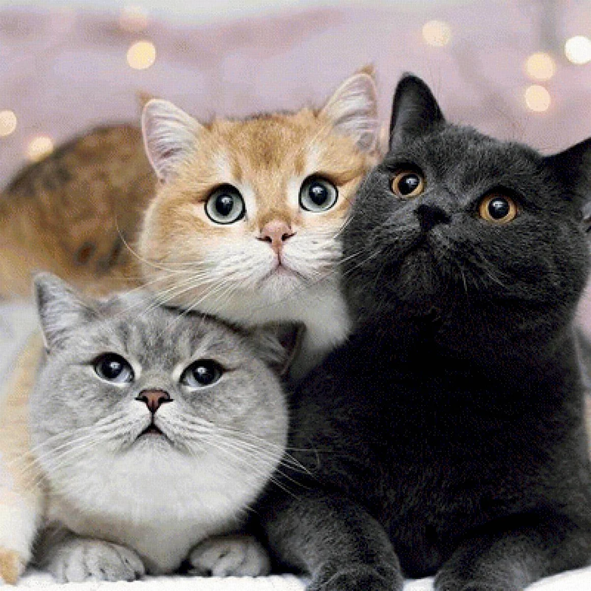 Три котика
