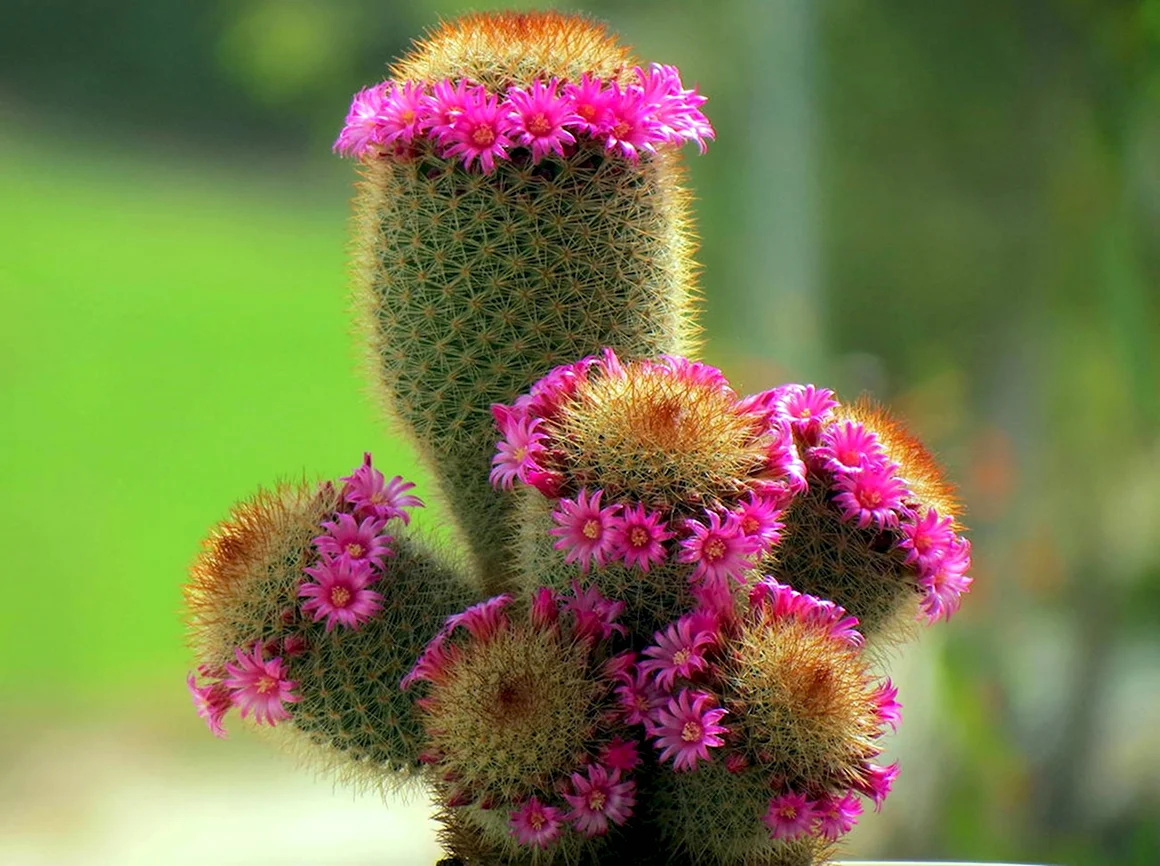 Трихоцереус Trichocereus.