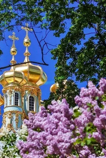 Царское село Санкт-Петербург и сирень