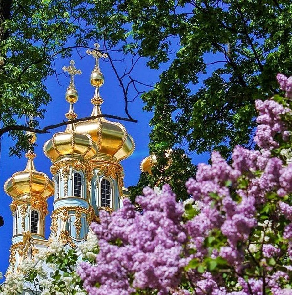 Царское село Санкт-Петербург и сирень