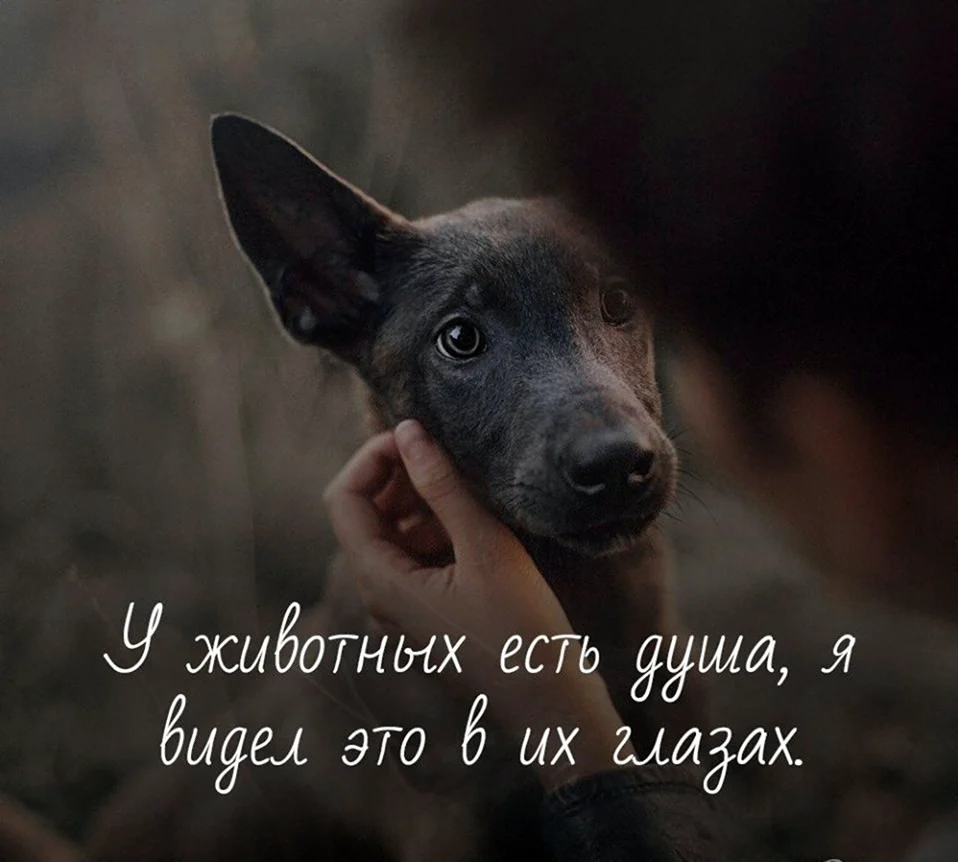Цитаты про собак