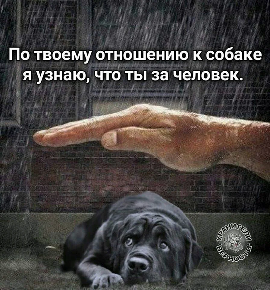 Цитаты про собак