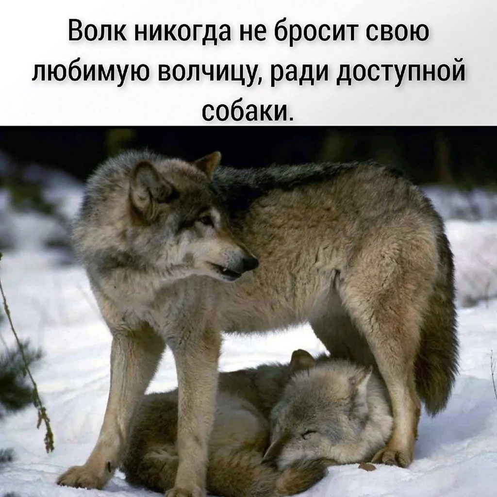 Цитаты волка