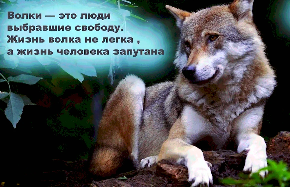 Цитаты волка