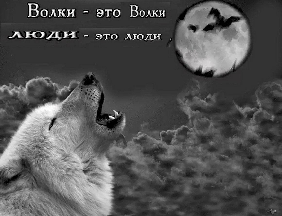 Цитаты волка
