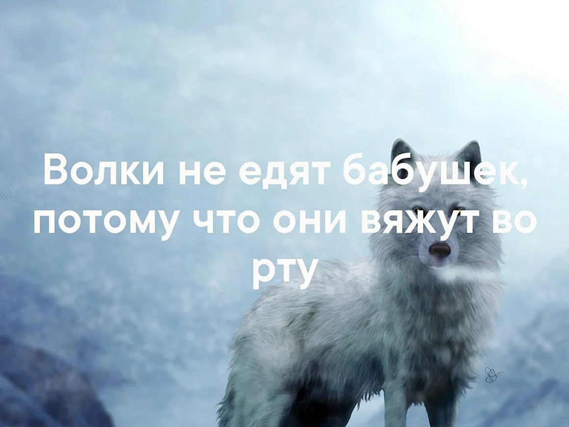 Цитаты волка обои