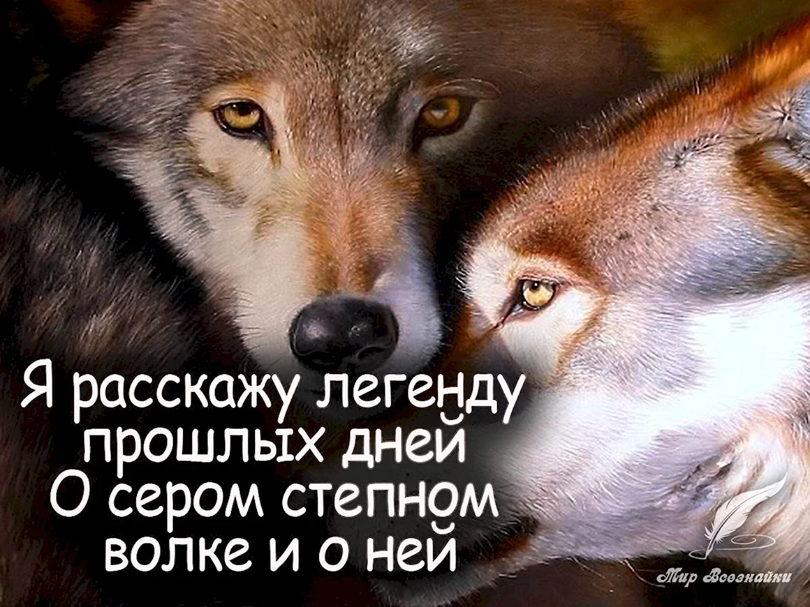 Цитаты Волков