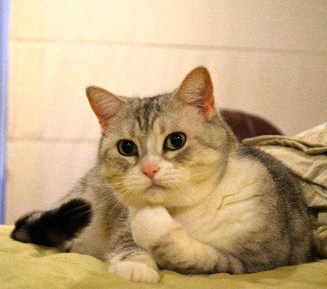 Цмок котик