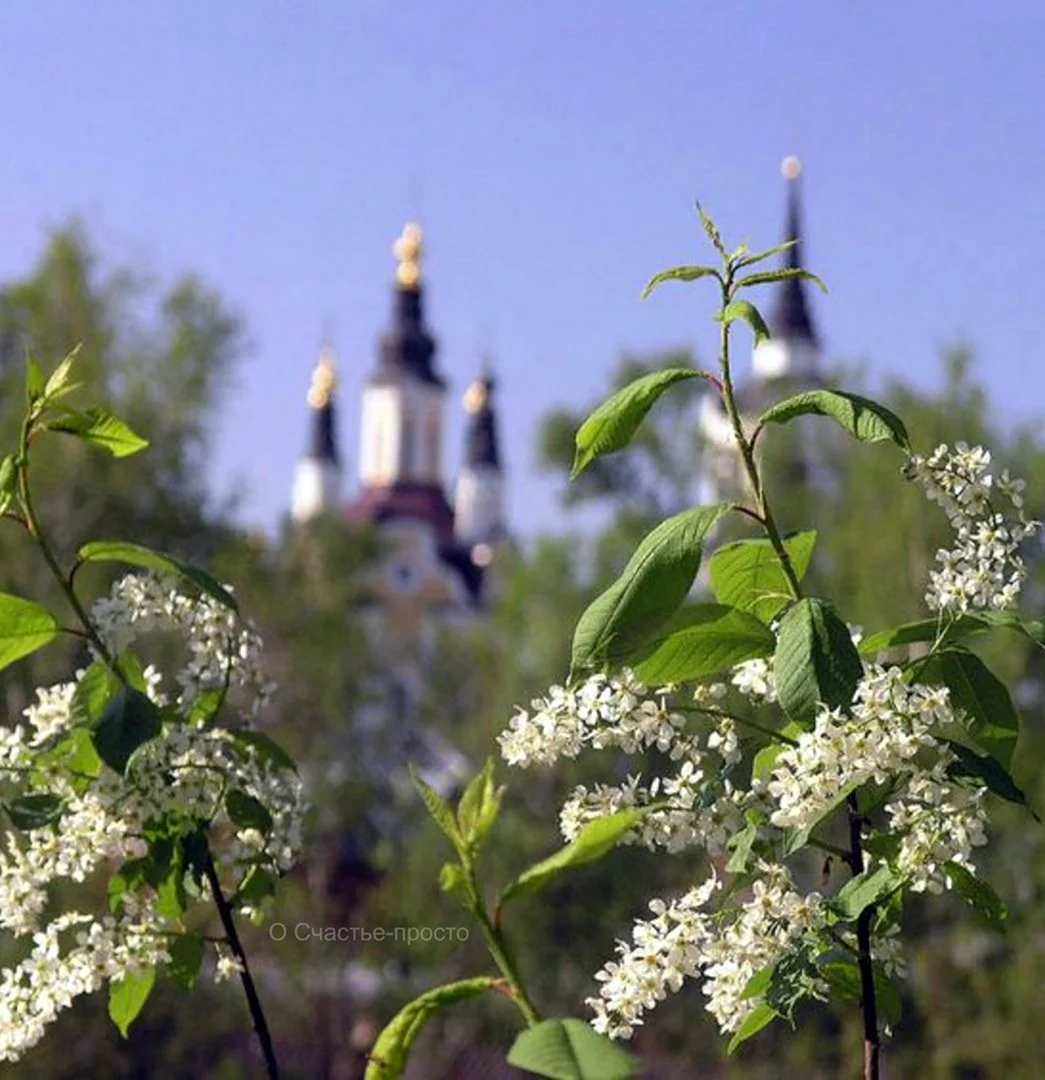 Цветет черемуха в Питере
