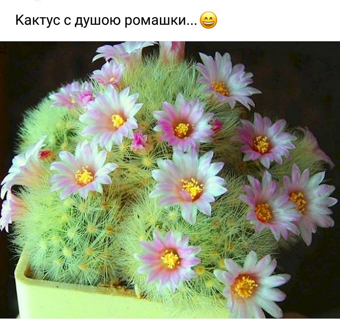 Цветущий Кактус