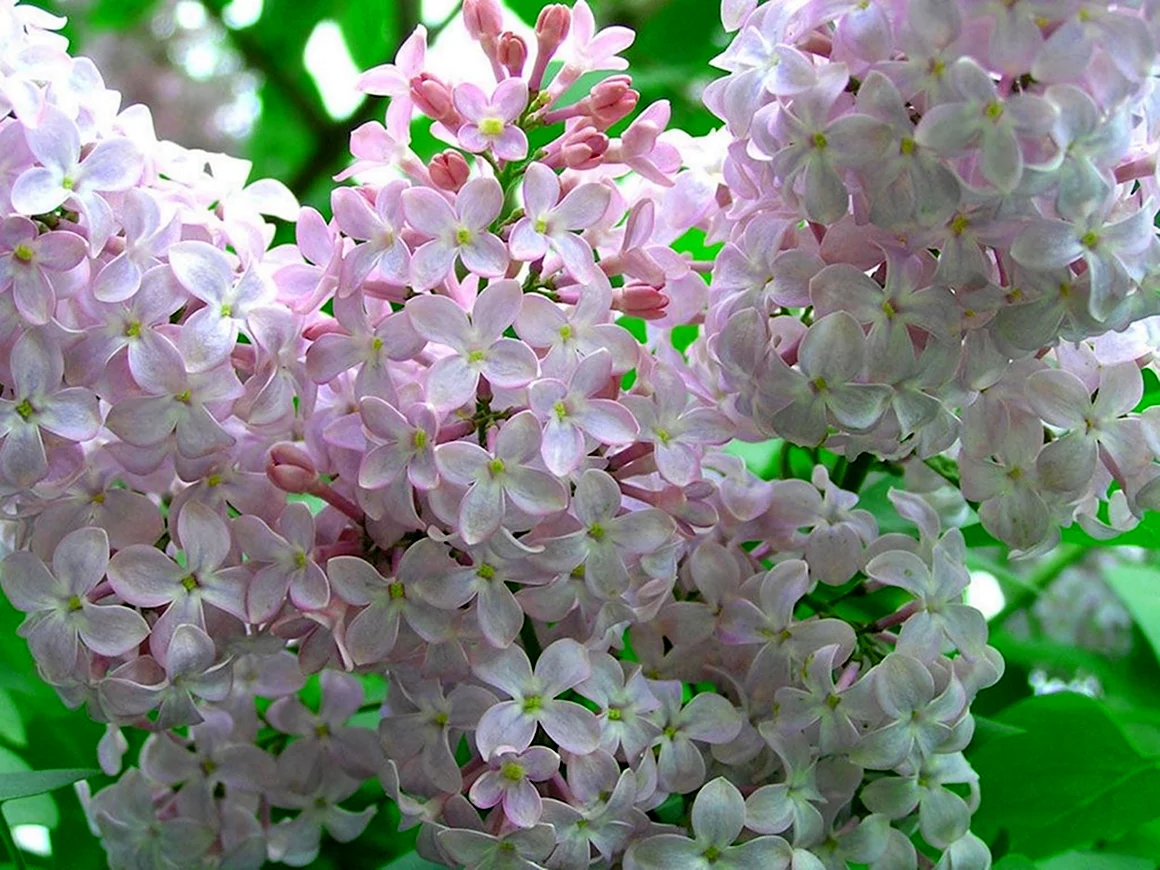 Цветы белой сирени