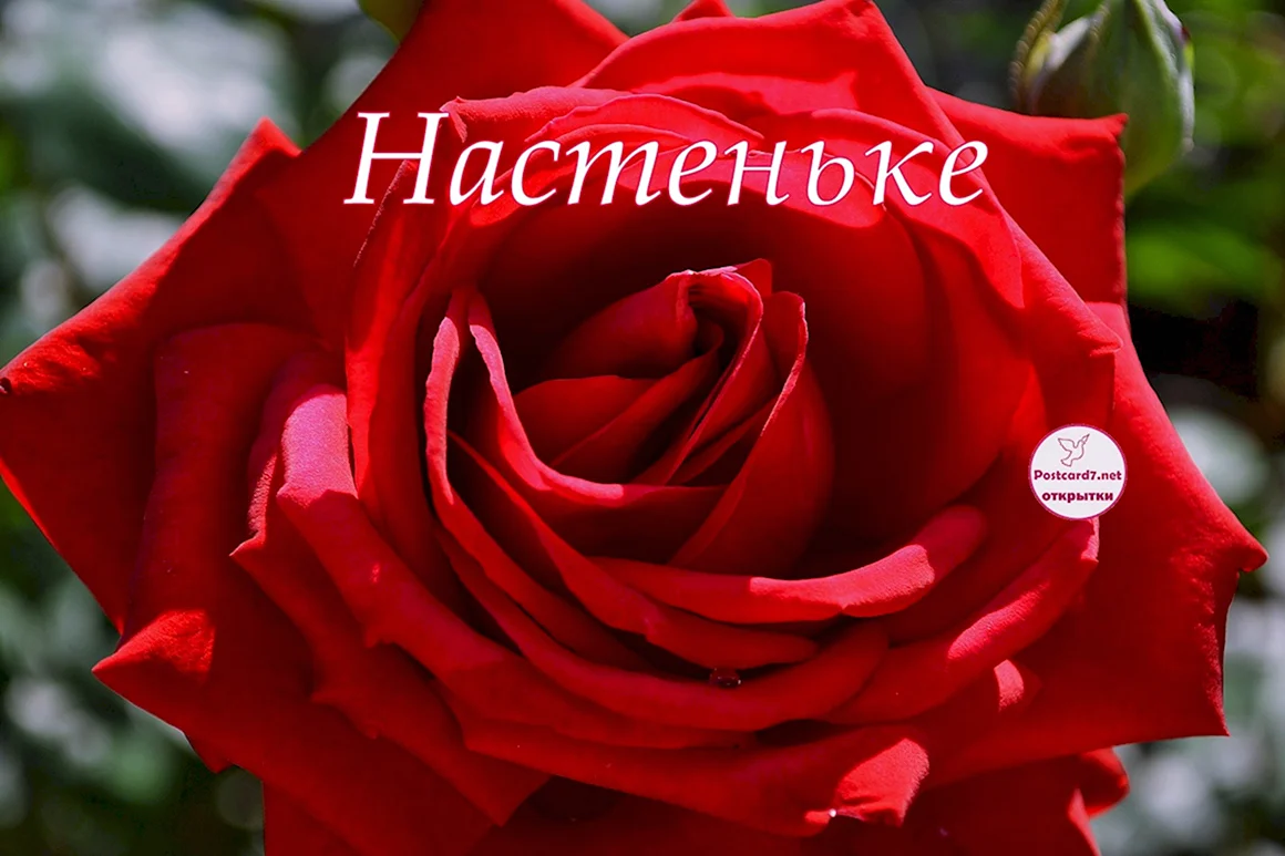 Цветы для Настеньки