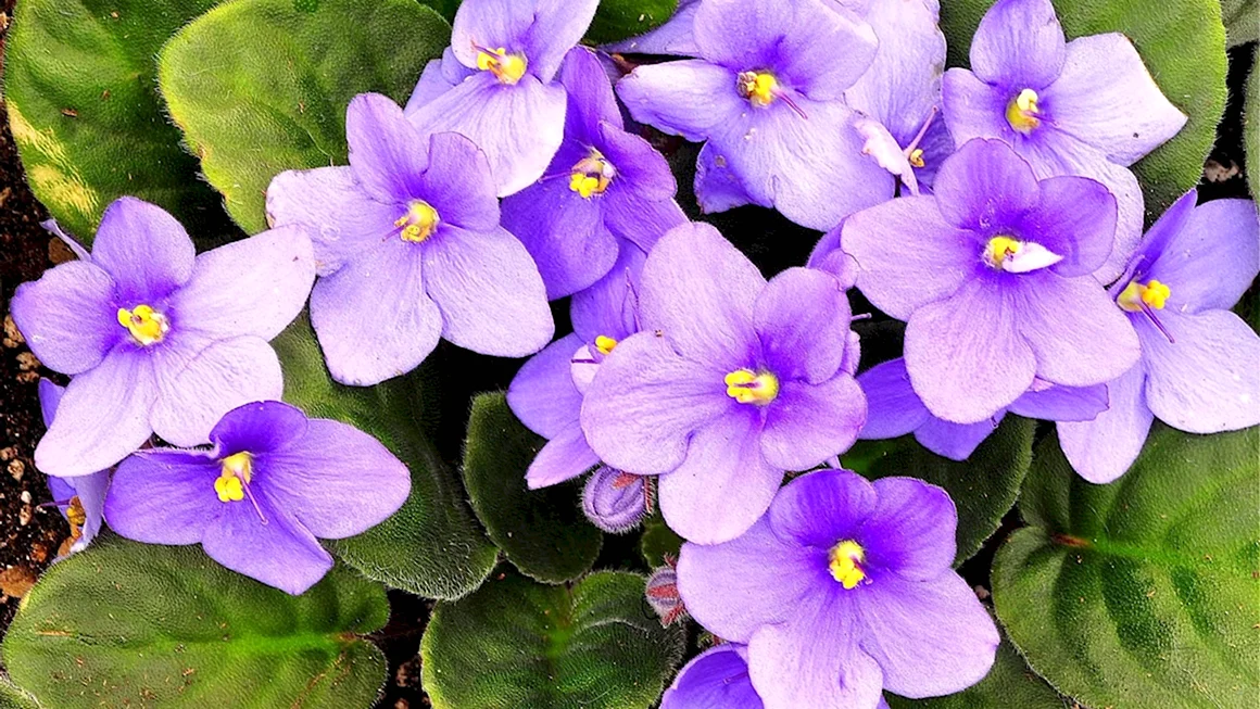 Цветы фиалка узамбарская