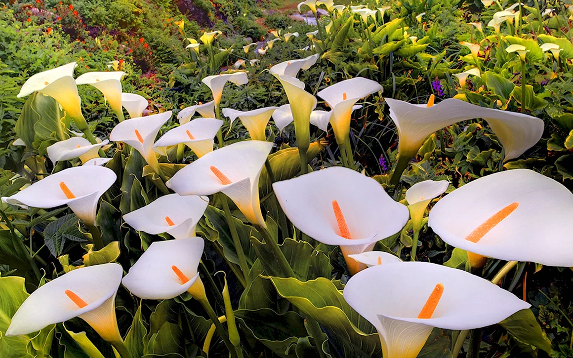 Цветы каллы в калифорнийской долине Calla Lily Valley