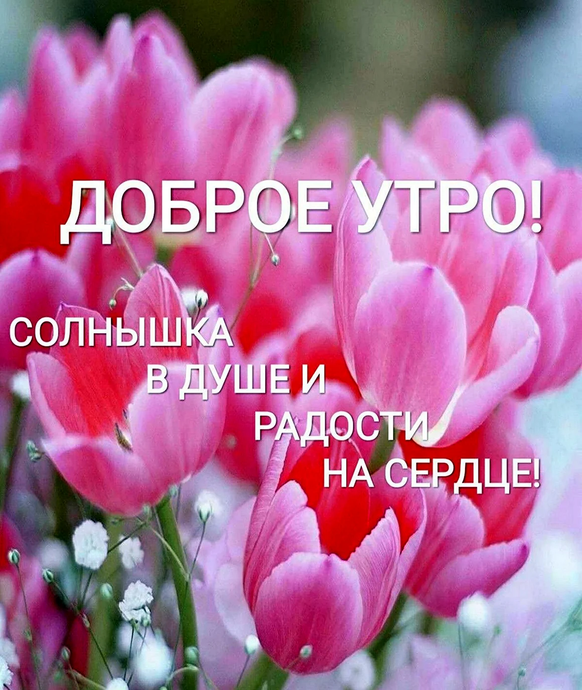 Цветы радости