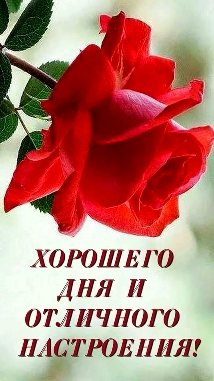 Цветы с пожеланиями хорошего дня