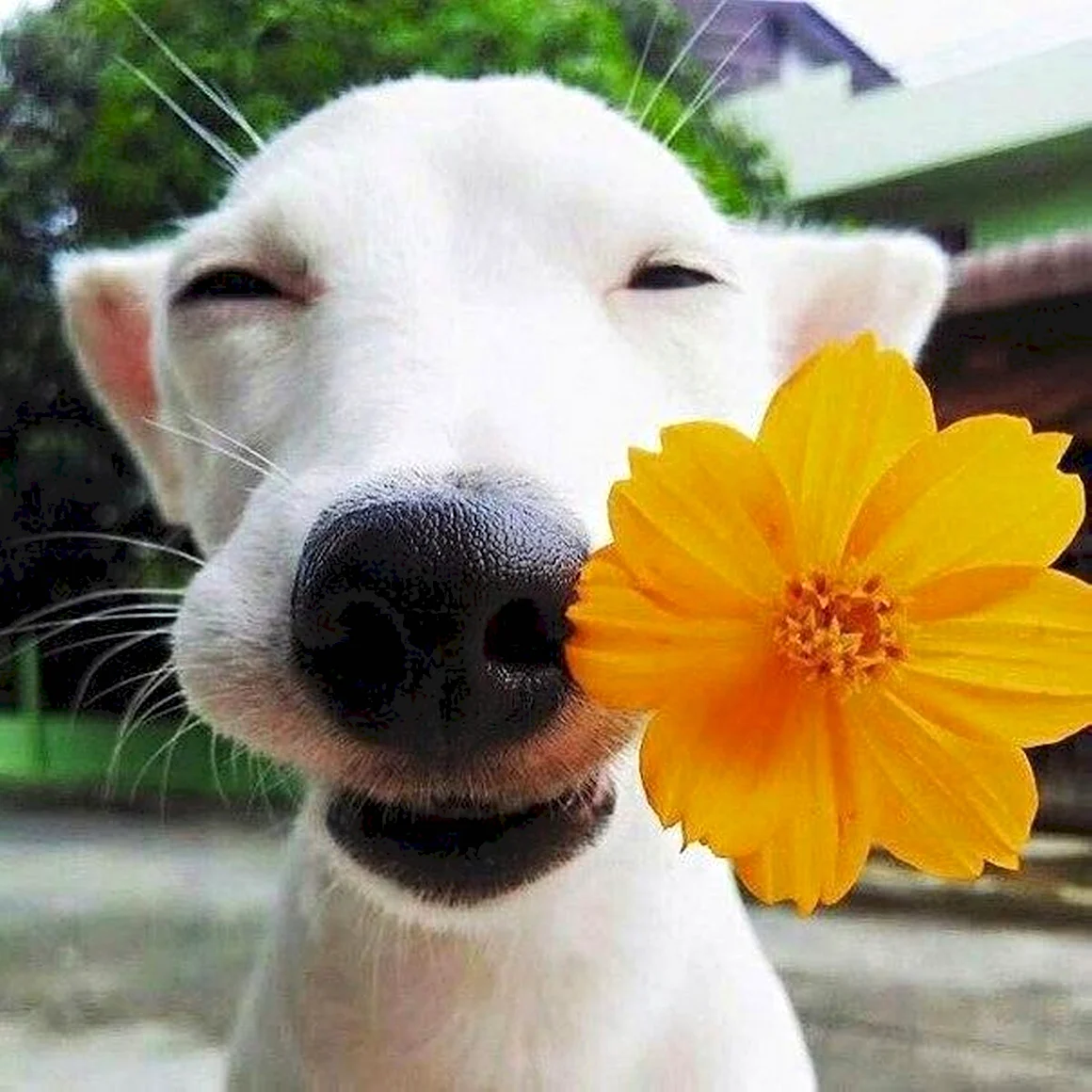 Цветы собачки