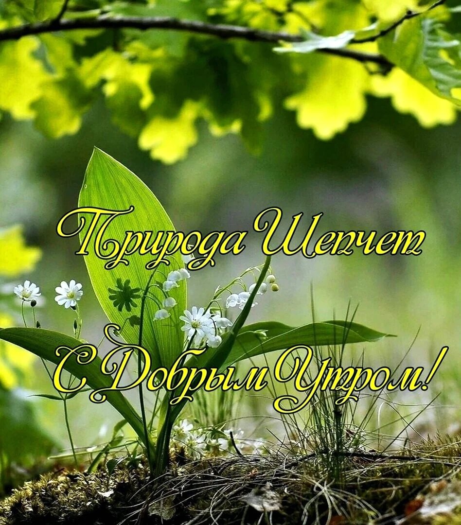 Цветы трава доброе утро