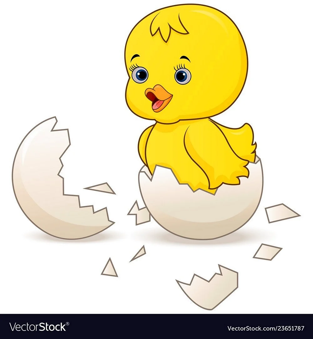 Цыплёнок вылупился из яйца