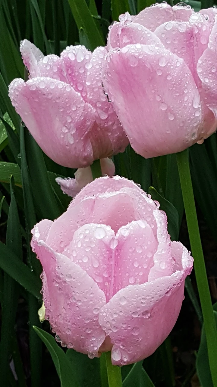 Tulipa Fay тюльпан Фэй