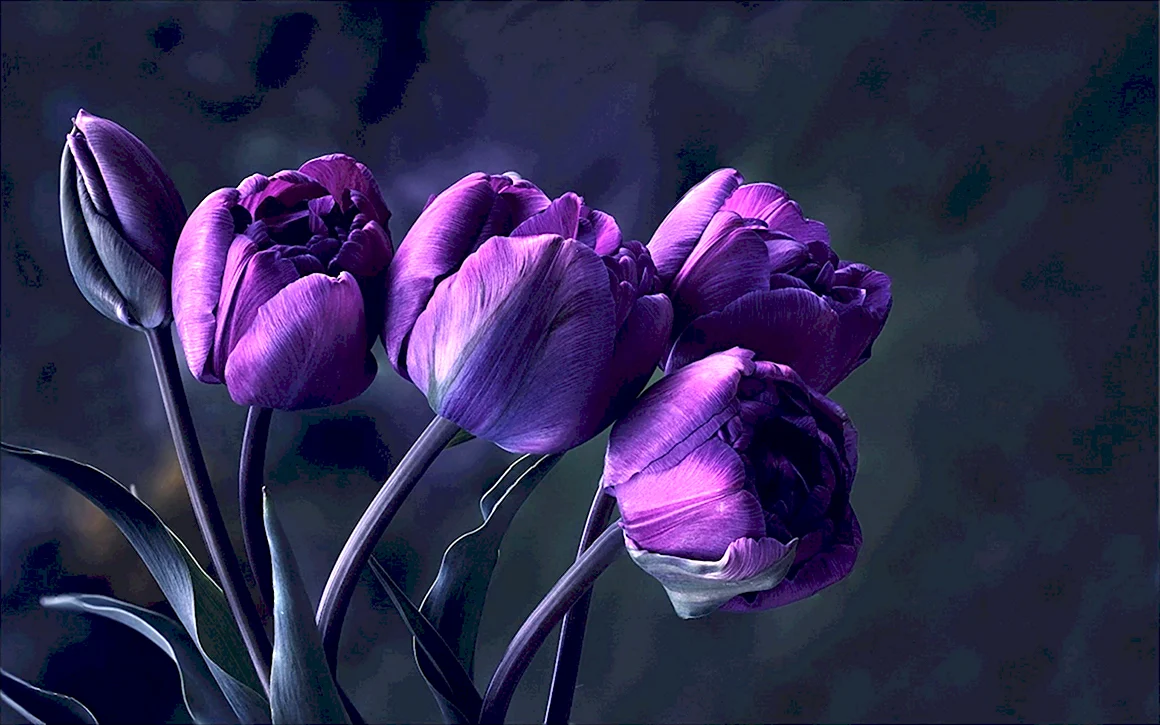 Tulipa Purple Bouquet