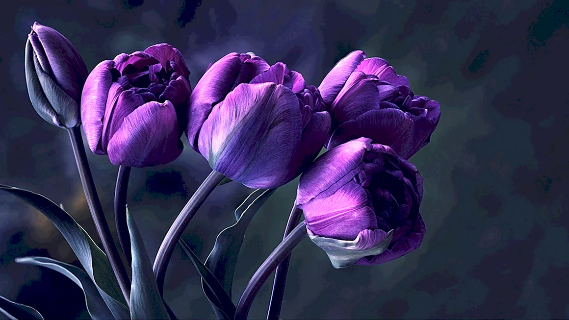 Tulipa Purple Bouquet