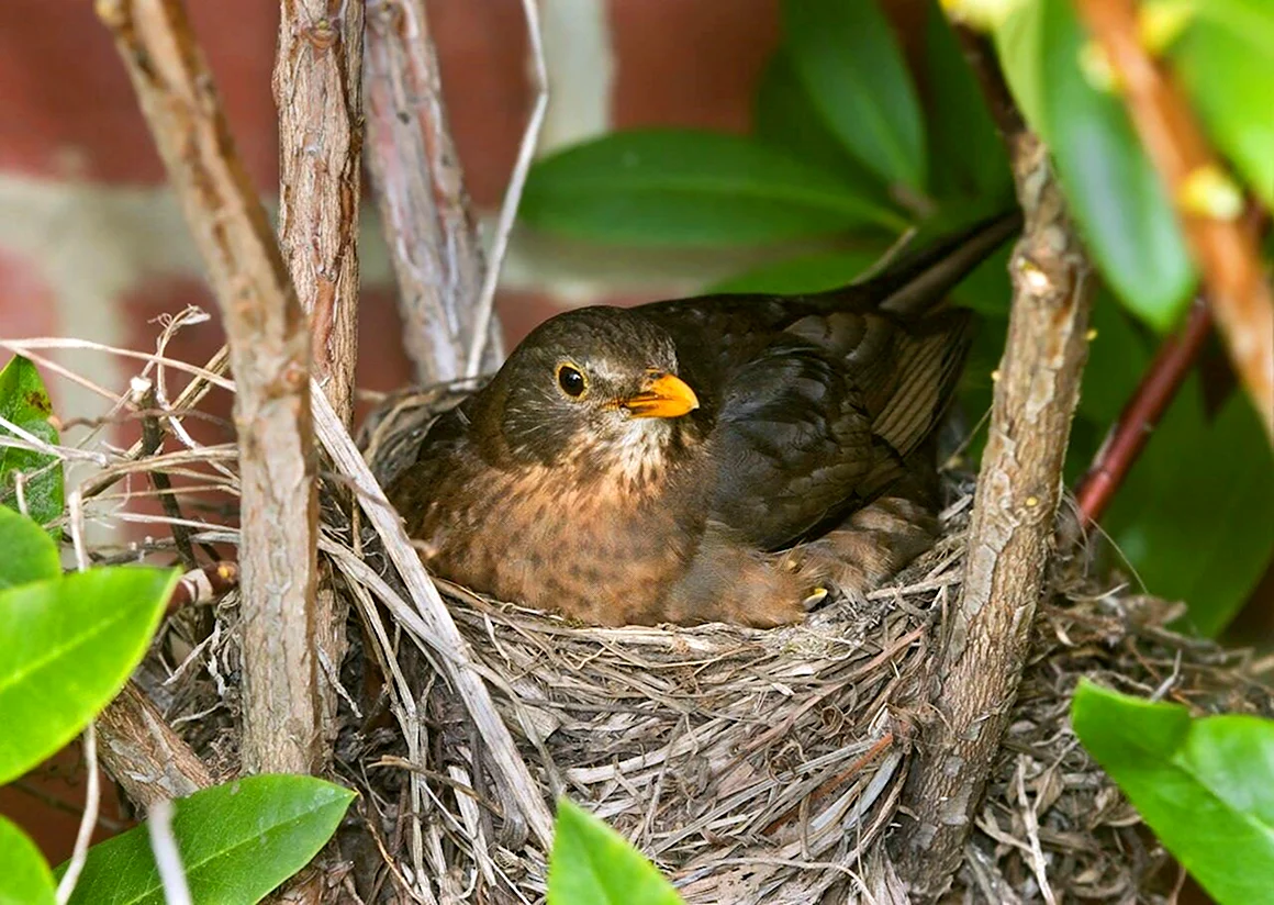 Turdus Merula яйца