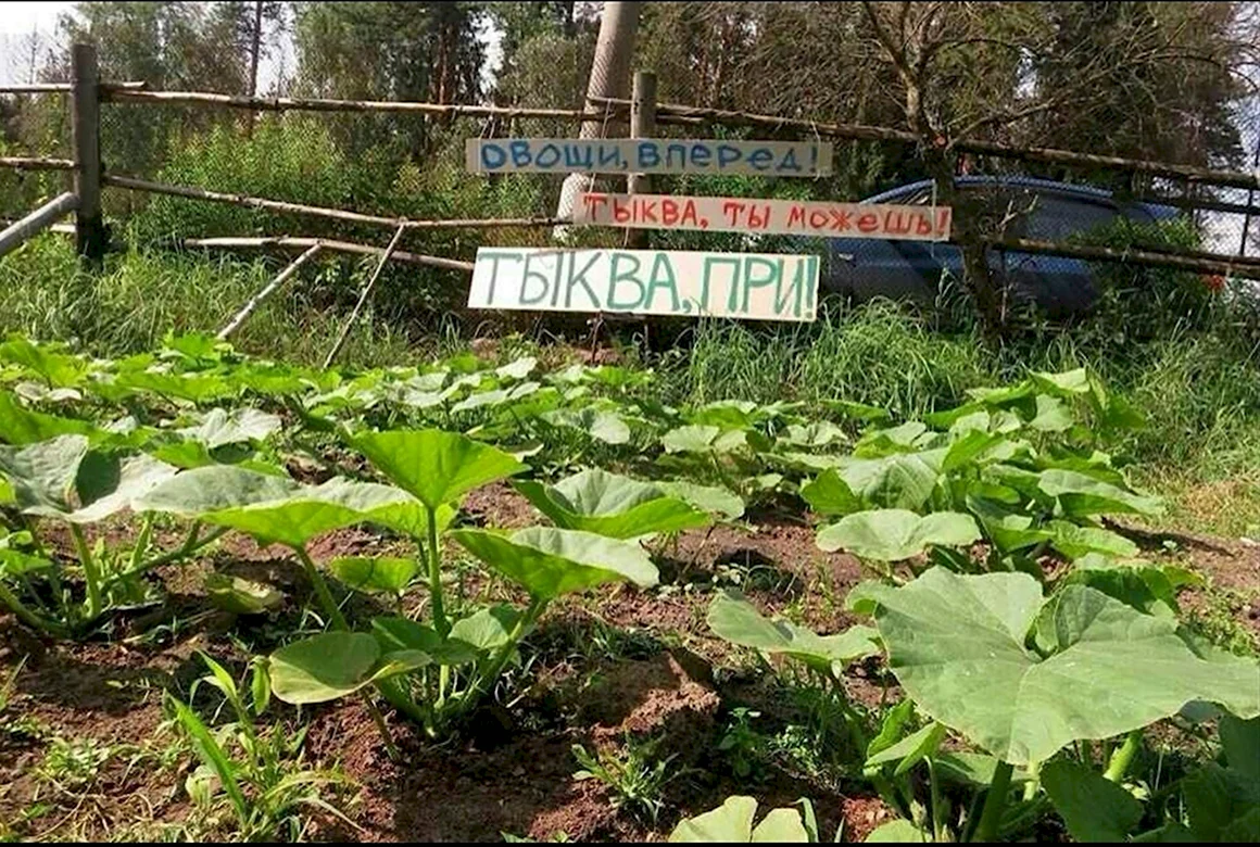 Тыква при