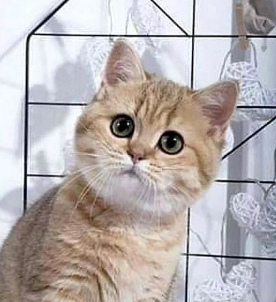 У тебя там другой кот