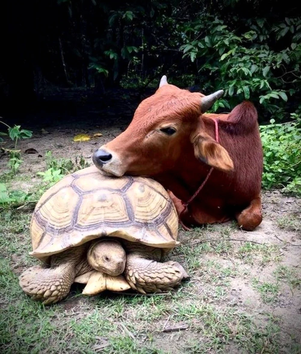 Удивительная Дружба животных