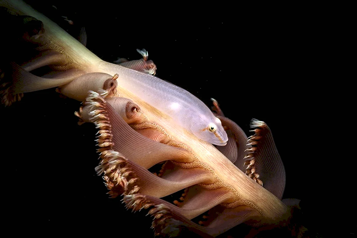Удивительные морские существа