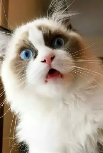 Удивленный кот