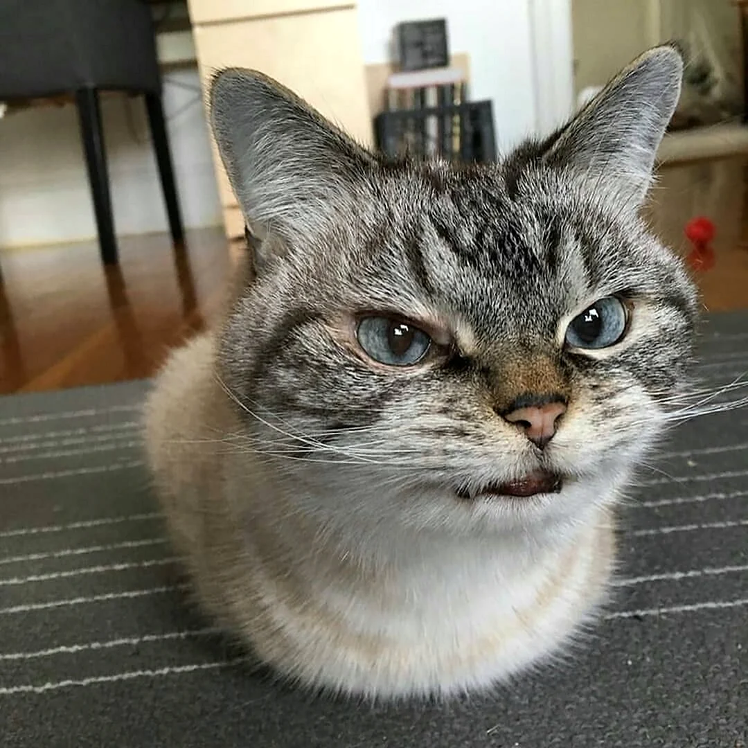 Удивленный кот