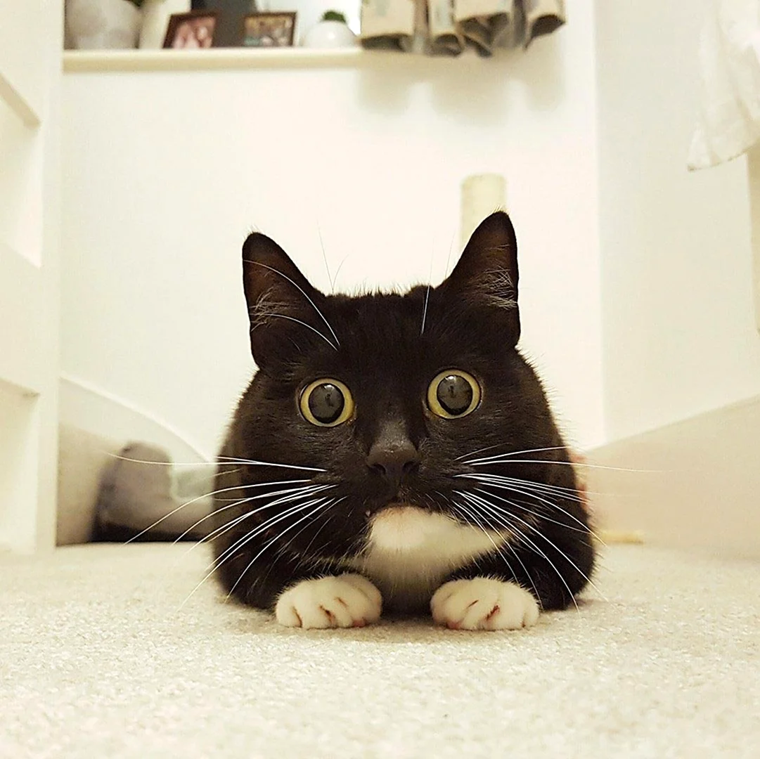 Удивленный кот