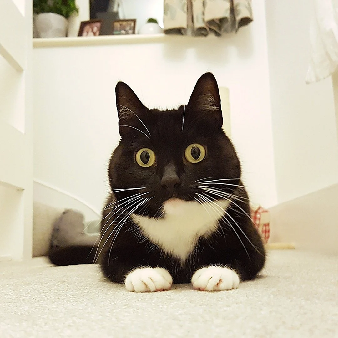 Удивленный кот