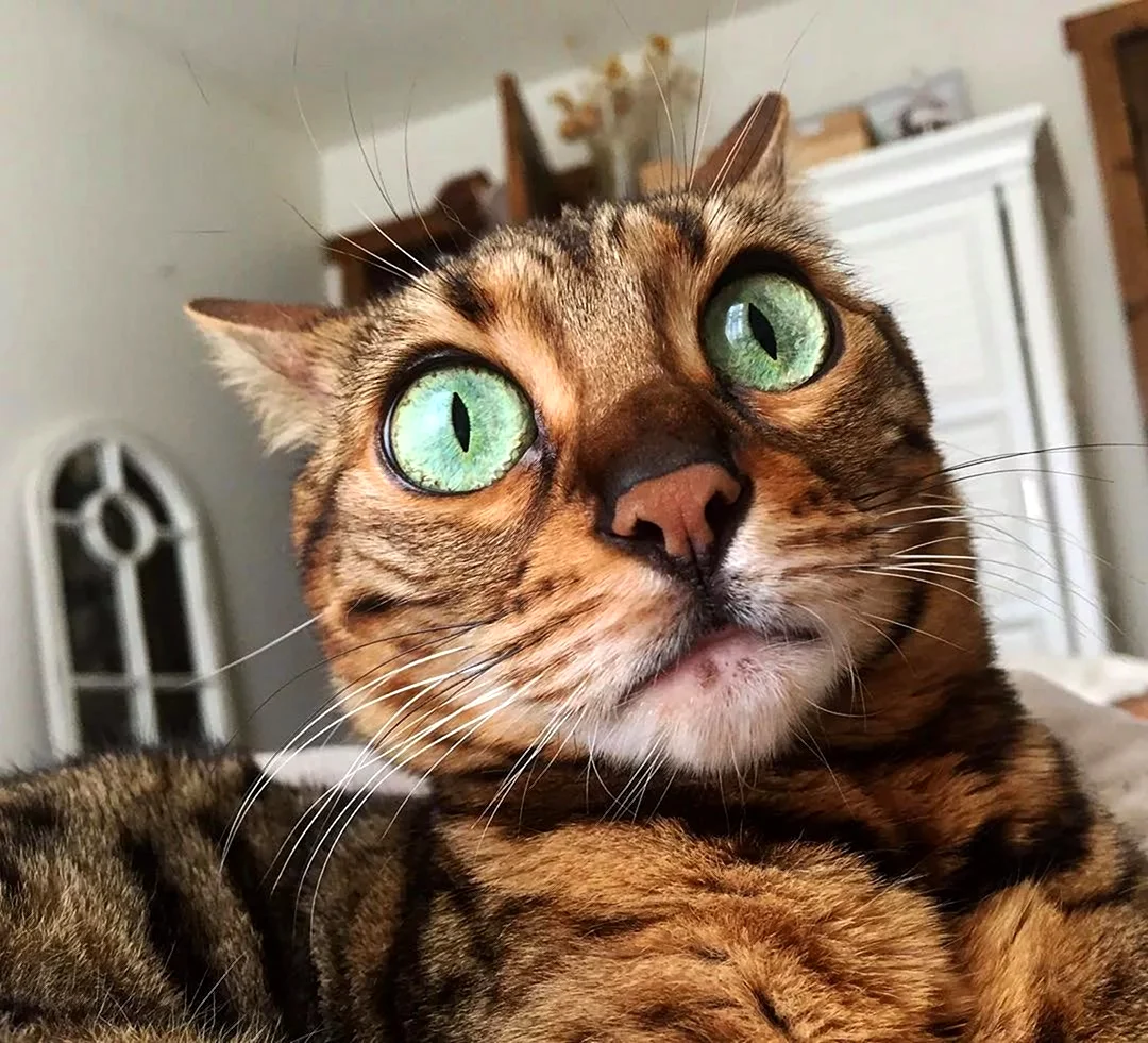 Удивленный кот