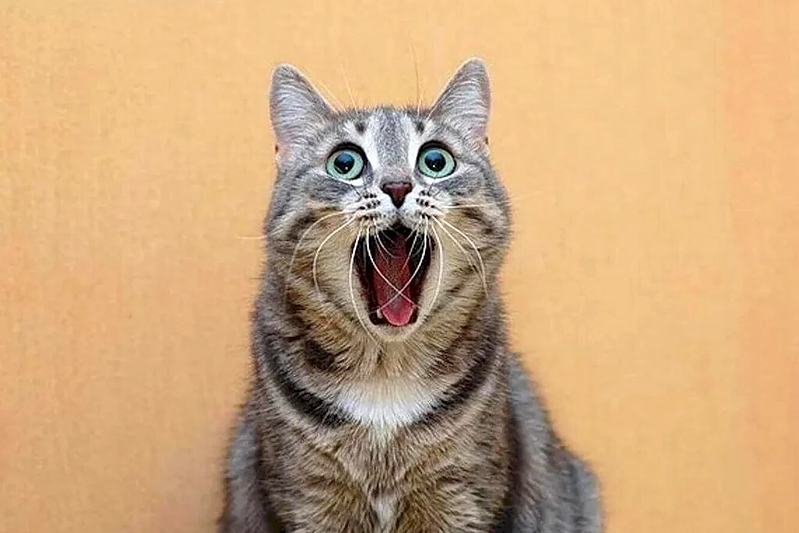 Удивленный кот