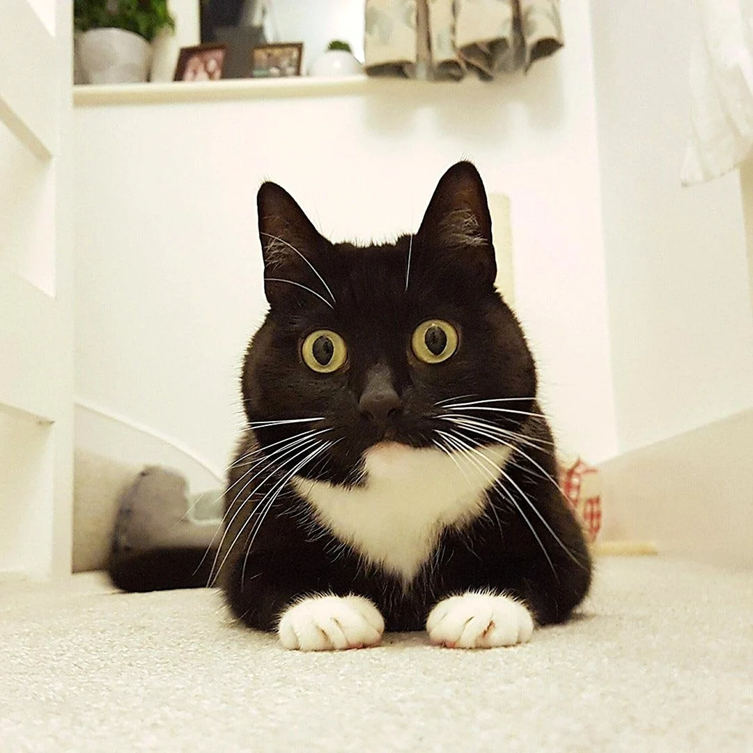 Удивленный кот