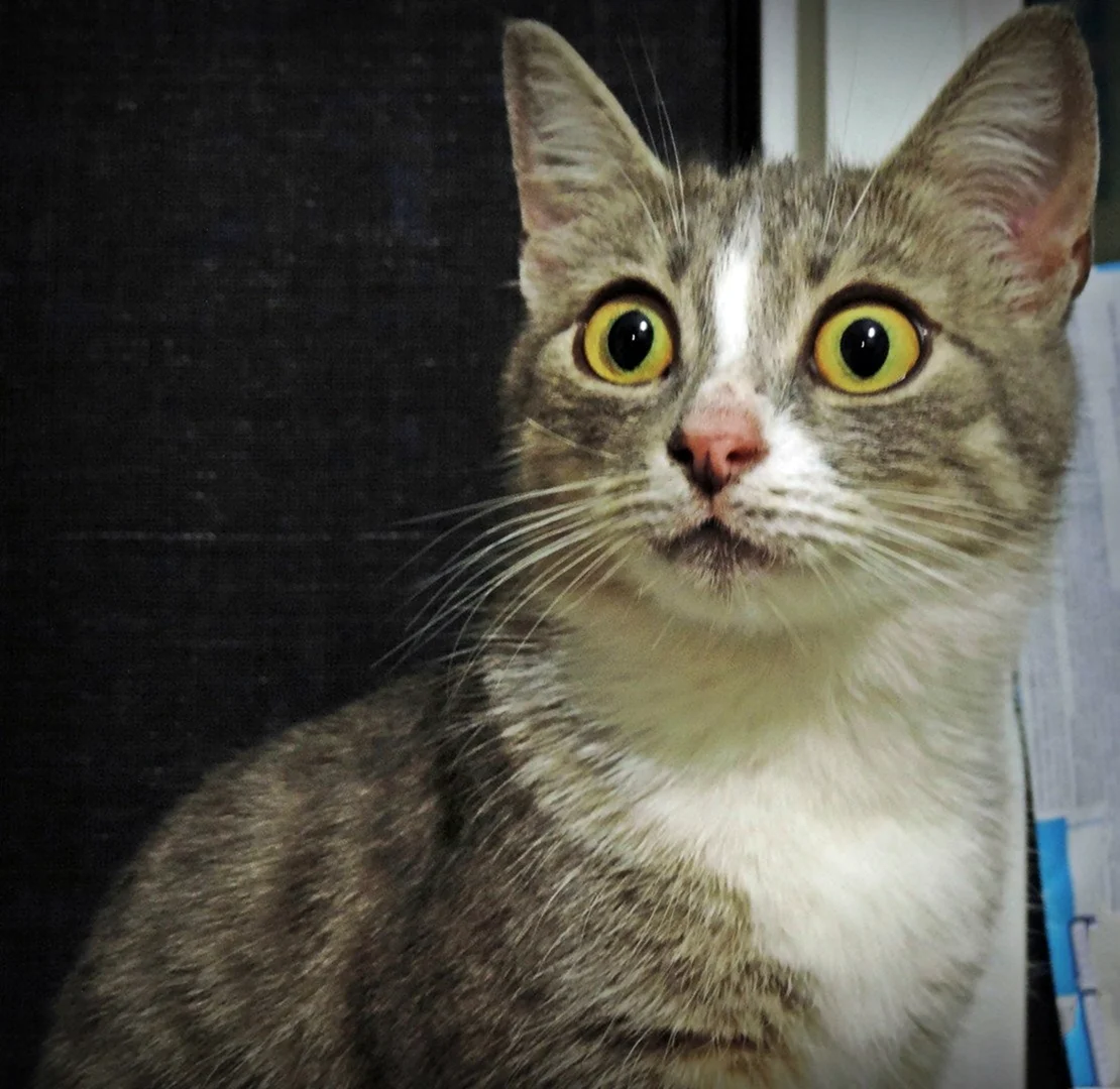 Удивленный кот