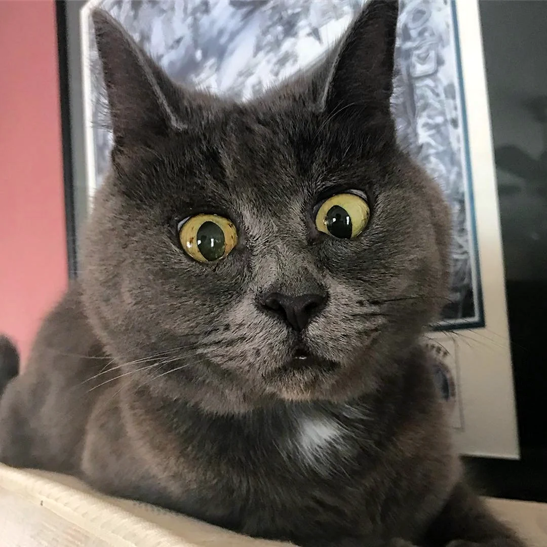 Удивленный кот