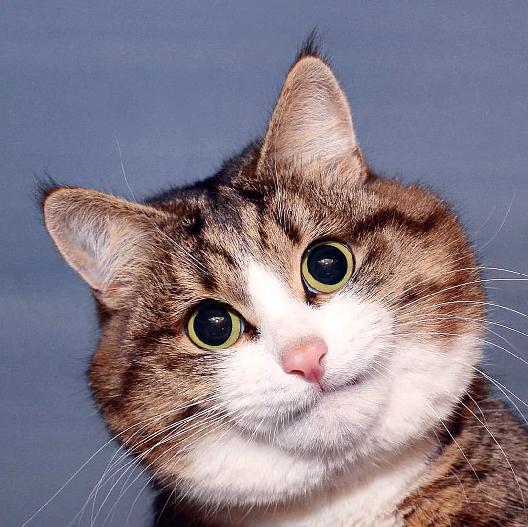 Удивленный котэ