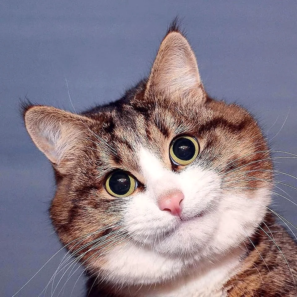 Удивленный котэ
