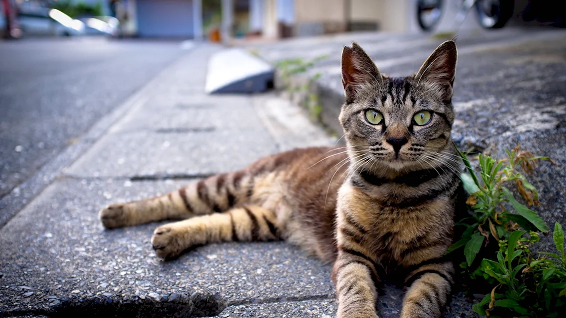 Уличные коты