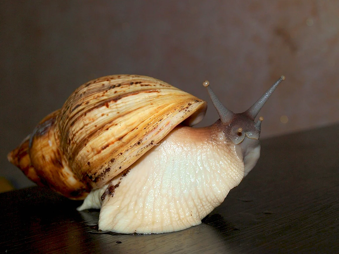Улитка ахатина