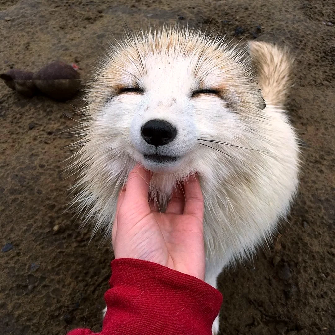 Улыбающиеся животные