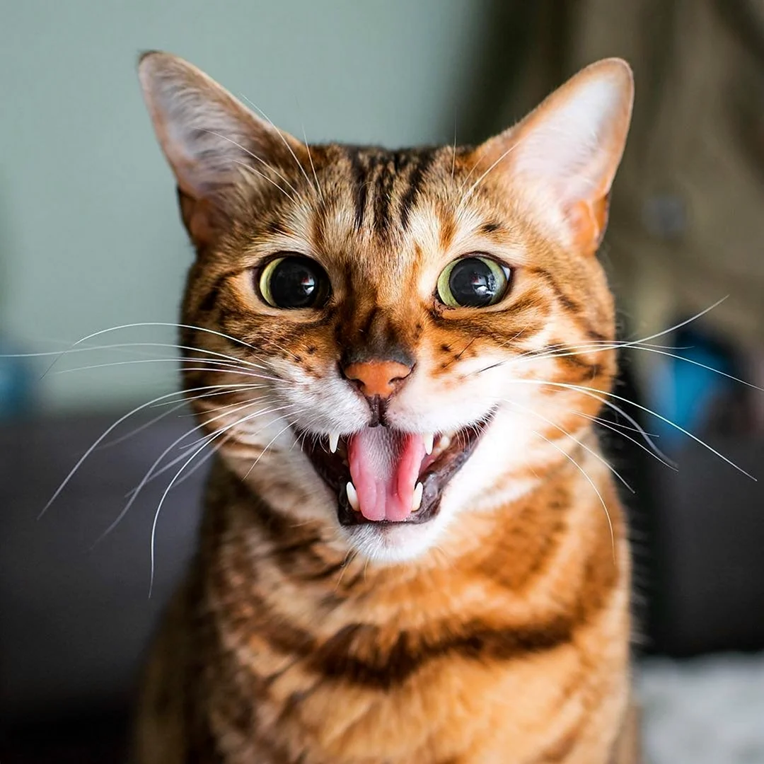 Улыбка кота