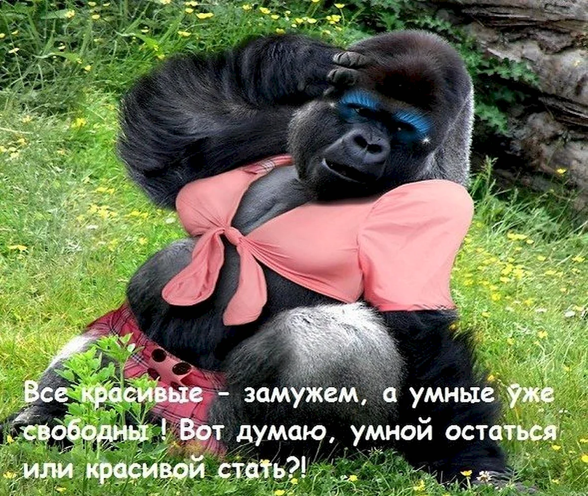 Умная и красивая обезьяна